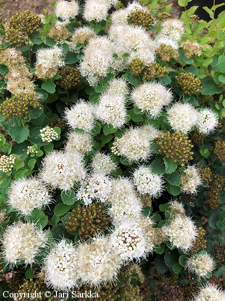 Spiraea beauverdiana'Lumikki', verhoangervo